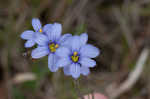 Nash's blue-eyed grass